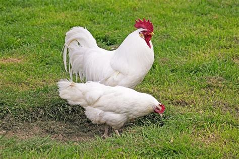 Temperament: Flighty Eggs: 350+ Large White Broody?: Rare Not super friendly, but they will give you lots of eggs and stay out of your way. Rarely broody. However, leghorns come in several colors, and the white ones tend to be the most flighty and least friendly of the bunch. So, if you like the egg count but want a more dependable bird, you could get a different variety of leghorn.