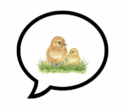 The Chick Chat